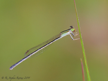 Ischnura hastata, female